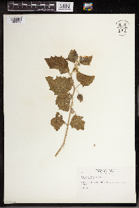Physalis heterophylla image