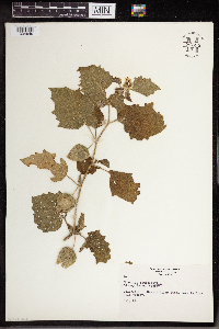 Physalis heterophylla image