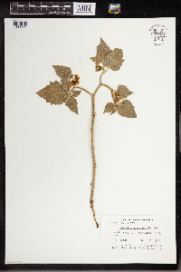 Physalis heterophylla image