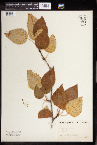 Populus balsamifera image