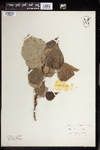 Populus balsamifera image
