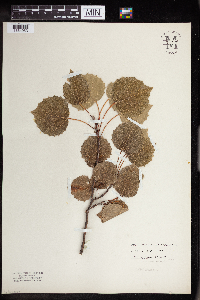 Populus grandidentata image