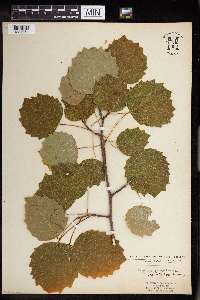 Populus grandidentata image