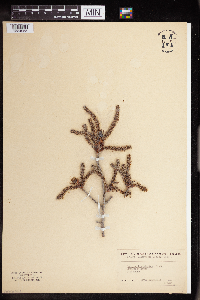 Populus tremuloides image