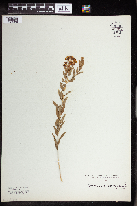 Comandra umbellata image