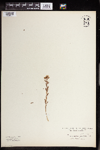Comandra umbellata image