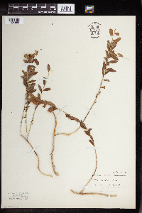 Comandra umbellata image