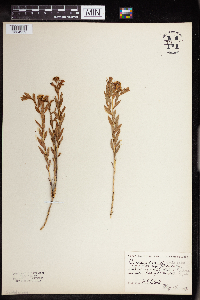 Comandra umbellata image