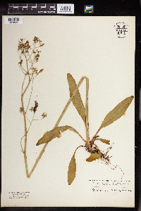 Micranthes pensylvanica image