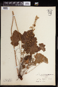Heuchera richardsonii image
