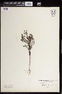 Agalinis tenuifolia image