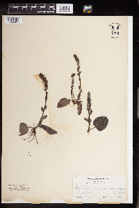 Synthyris bullii image