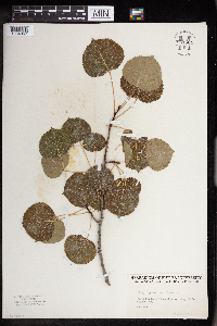 Populus tremuloides image