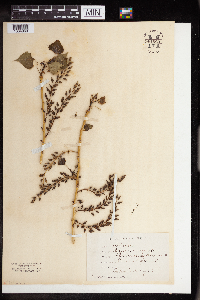 Populus deltoides image