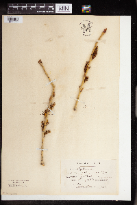 Populus deltoides image