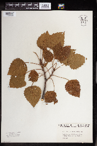 Populus grandidentata image