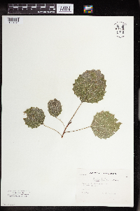 Populus grandidentata image