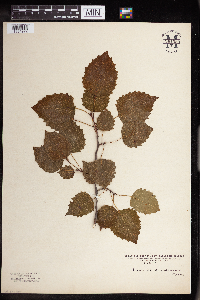Populus grandidentata image