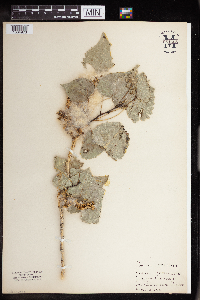 Image Associated With the Occurrence