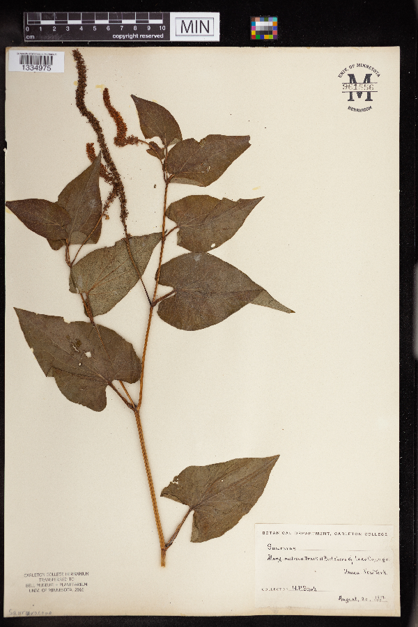 Saururus cernuus image