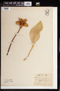 Image Associated With the Occurrence