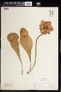 Image Associated With the Occurrence