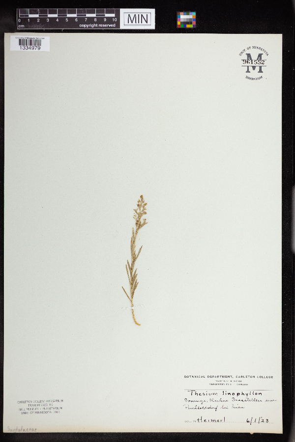 Thesium linophyllon image