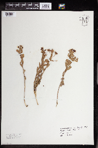 Comandra umbellata image