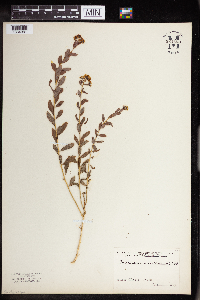 Comandra umbellata image