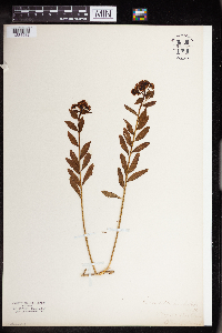 Comandra umbellata image