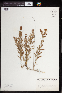 Comandra umbellata image