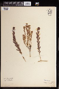 Comandra umbellata image