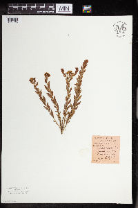Comandra umbellata image