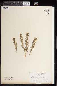 Comandra umbellata image