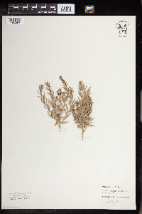 Comandra umbellata image