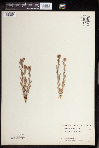 Comandra umbellata image