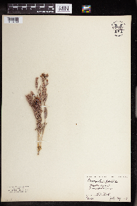 Comandra umbellata image