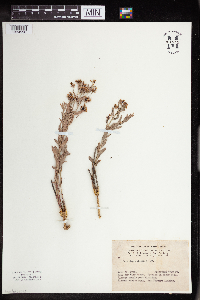 Comandra umbellata image