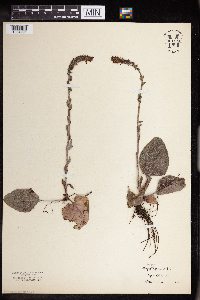 Synthyris bullii image