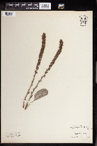 Synthyris bullii image