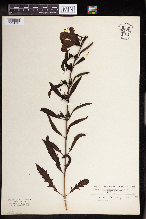 Aureolaria virginica image