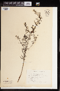 Agalinis tenuifolia image