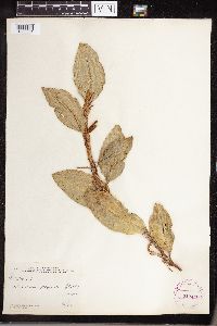 Anthurium scandens image