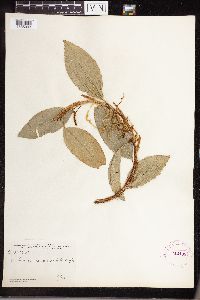 Anthurium scandens image