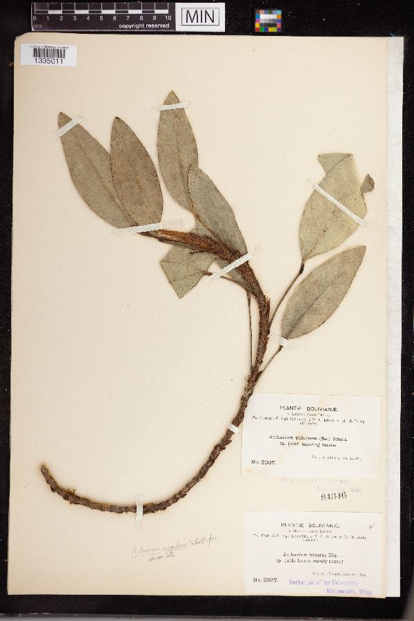 Anthurium trinerve image