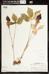 Arisaema triphyllum image