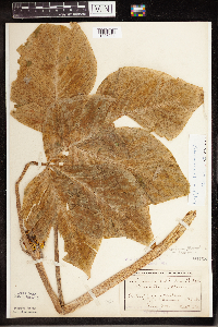 Arisaema triphyllum image