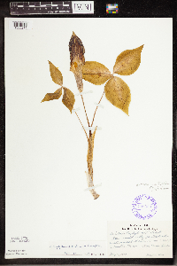 Arisaema triphyllum image