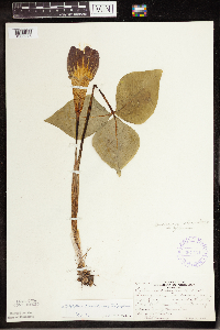 Arisaema triphyllum image