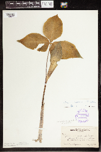 Arisaema triphyllum image